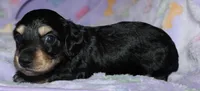 Prince.     M.   ACA, a male Dachshund for sale in Westminster, SC – 2 of 9