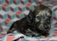 Gabriel.   M.   ACA, a male Dachshund for sale in Westminster, SC – 8 of 10