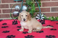 Doc M Cream, a male Dachshund for sale in Westminster, SC – 3 of 9