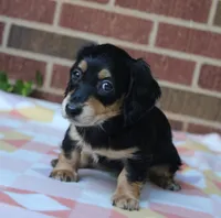 Doris  F. AKC. Mchip#4774, a female Dachshund for sale in Westminster, SC – 4 of 9