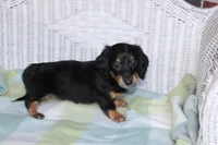 Newly. M AKC , a male Dachshund for sale in Westminster, SC – 2 of 9