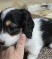 Cookie F  AKC, a female Dachshund for sale in Westminster, SC – 6 of 10