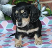Patty. F AKC mchip #4767, a female Dachshund for sale in Westminster, SC – 5 of 10