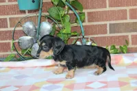 Doris  F. AKC. Mchip#4774, a female Dachshund for sale in Westminster, SC – 7 of 9