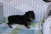 Newly. M AKC , a male Dachshund for sale in Westminster, SC – 7 of 9