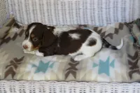 Bernie..M.   AKC , a male Dachshund for sale in Westminster, SC – 6 of 10