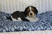 Bubba  M.  AKC, a male Dachshund for sale in Westminster, SC – 2 of 10