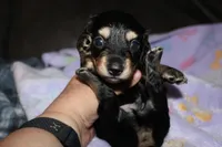 Prince.     M.   ACA, a male Dachshund for sale in Westminster, SC – 4 of 9