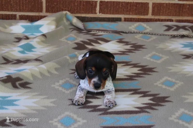 Sprout  M.  AKC.  Mchip22523 – Dachshund puppy for sale in Westminster, SC