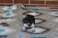 Sprout  M.  AKC.  Mchip22523, a male Dachshund for sale in Westminster, SC – Photo 1 of 8