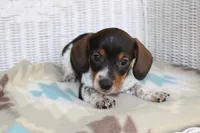 Sprout  M.  AKC.  Mchip22523, a male Dachshund for sale in Westminster, SC – Photo 5 of 8