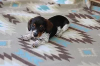 Sprout  M.  AKC.  Mchip22523, a male Dachshund for sale in Westminster, SC – Photo 3 of 8