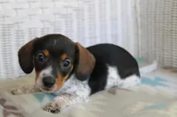 Sprout  M.  AKC.  Mchip22523, a male Dachshund for sale in Westminster, SC – Photo 2 of 8