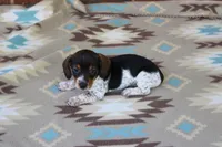 Sprout  M.  AKC.  Mchip22523, a male Dachshund for sale in Westminster, SC – Photo 4 of 8