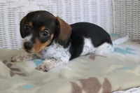 Sprout  M.  AKC.  Mchip22523, a male Dachshund for sale in Westminster, SC – Photo 6 of 8