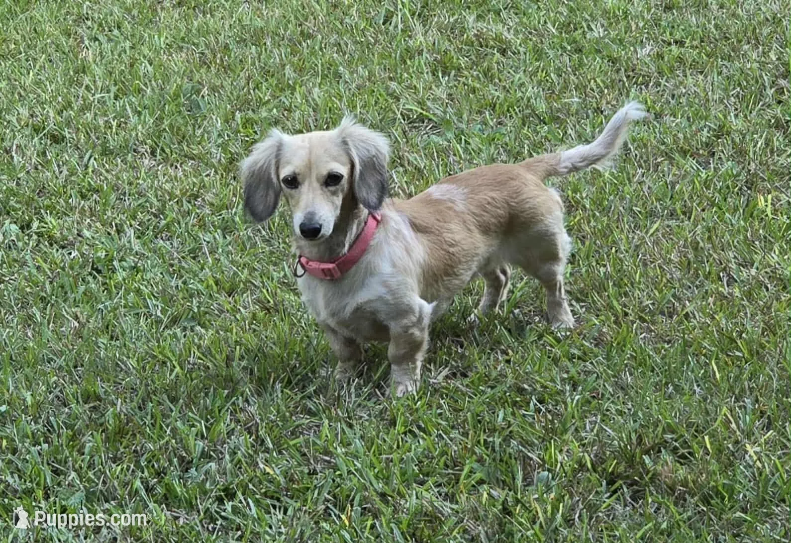 Reba. F  ACA , a female Dachshund for sale in Westminster, SC – Photo 9 of 10