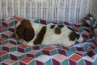 Bessie.  F.   AKC , a female Dachshund for sale in Westminster, SC – 7 of 9