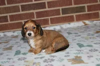 Arabella. F AKC mc# 9103, a female Dachshund for sale in Westminster, SC – 5 of 10