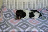 Bonnie.  F.  AKC , a female Dachshund for sale in Westminster, SC – 3 of 10