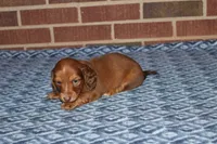 Asher M. AKC  mchip #9111, a male Dachshund for sale in Westminster, SC – 5 of 8