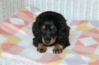 Peaches. AKC. F  MC #9107, a female Dachshund for sale in Westminster, SC – 5 of 10