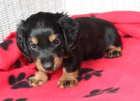 Jess. M  ACA , a male Dachshund for sale in Westminster, SC – 6 of 10