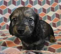 Gabriel.   M.   ACA, a male Dachshund for sale in Westminster, SC – 2 of 10