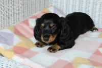Peaches. AKC. F  MC #9107, a female Dachshund for sale in Westminster, SC – 1 of 10