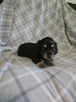 Gunther  M.  ACA, a male Dachshund for sale in Westminster, SC – 7 of 10