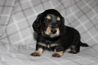 Gunther  M.  ACA, a male Dachshund for sale in Westminster, SC – 8 of 10