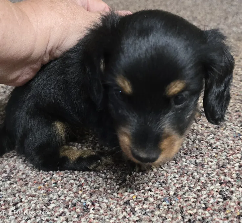 Pipsqueak  F  AKC – Dachshund puppy for sale in Westminster, SC
