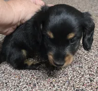 Pipsqueak  F  AKC, a female Dachshund for sale in Westminster, SC – 1 of 8
