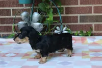 Doris  F. AKC. Mchip#4774, a female Dachshund for sale in Westminster, SC – 2 of 9