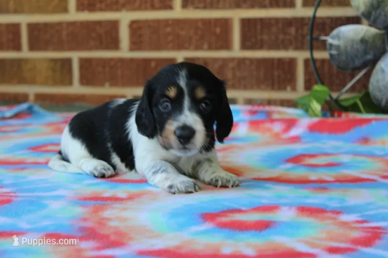 Benji.     F.    AKC  – Dachshund puppy for sale in Westminster, SC