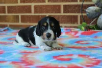 Benji.     F.    AKC , a female Dachshund for sale in Westminster, SC – 1 of 10