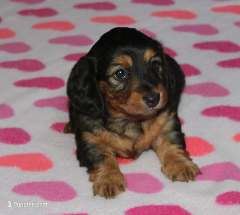 Athena. F AKC. Mchip # 9109 – Dachshund puppy for sale in Westminster, SC