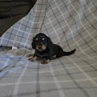 Gunther  M.  ACA, a male Dachshund for sale in Westminster, SC – 3 of 10
