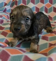 Gabriel.   M.   ACA, a male Dachshund for sale in Westminster, SC – 3 of 10