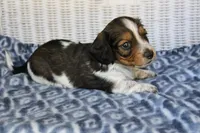 Bubba  M.  AKC, a male Dachshund for sale in Westminster, SC – 4 of 10