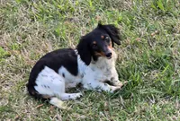 Cookie F  AKC, a female Dachshund for sale in Westminster, SC – 10 of 10
