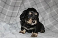 Gunther  M.  ACA, a male Dachshund for sale in Westminster, SC – 6 of 10