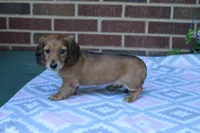 Charlotte.  F  AKC, a female Dachshund for sale in Westminster, SC – 7 of 10