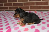 Athena. F AKC. Mchip # 9109, a female Dachshund for sale in Westminster, SC – 7 of 10