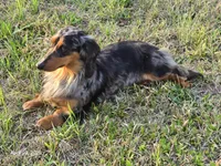 Peaches. AKC. F  MC #9107, a female Dachshund for sale in Westminster, SC – 10 of 10