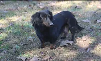 Pipsqueak  F  AKC, a female Dachshund for sale in Westminster, SC – 7 of 8