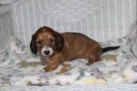 Arabella. F AKC mc# 9103, a female Dachshund for sale in Westminster, SC – 4 of 10