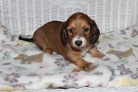 Arabella. F AKC mc# 9103, a female Dachshund for sale in Westminster, SC – 3 of 10