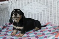 Patty. F AKC mchip #4767, a female Dachshund for sale in Westminster, SC – 6 of 10