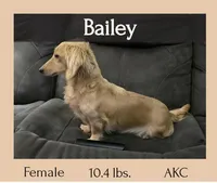 Newly. M AKC , a male Dachshund for sale in Westminster, SC – 9 of 9