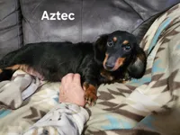 Athena. F AKC. Mchip # 9109, a female Dachshund for sale in Westminster, SC – 9 of 10